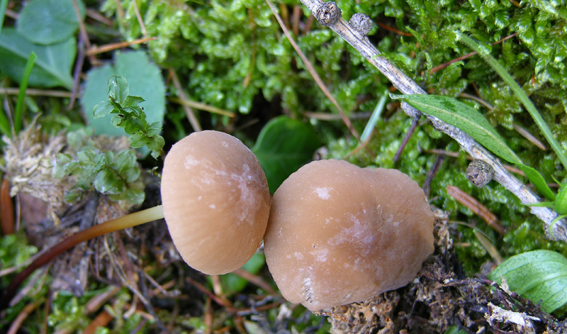 Marasmius cohaerens da confermare.